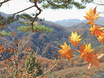 花荫村最新天气预报