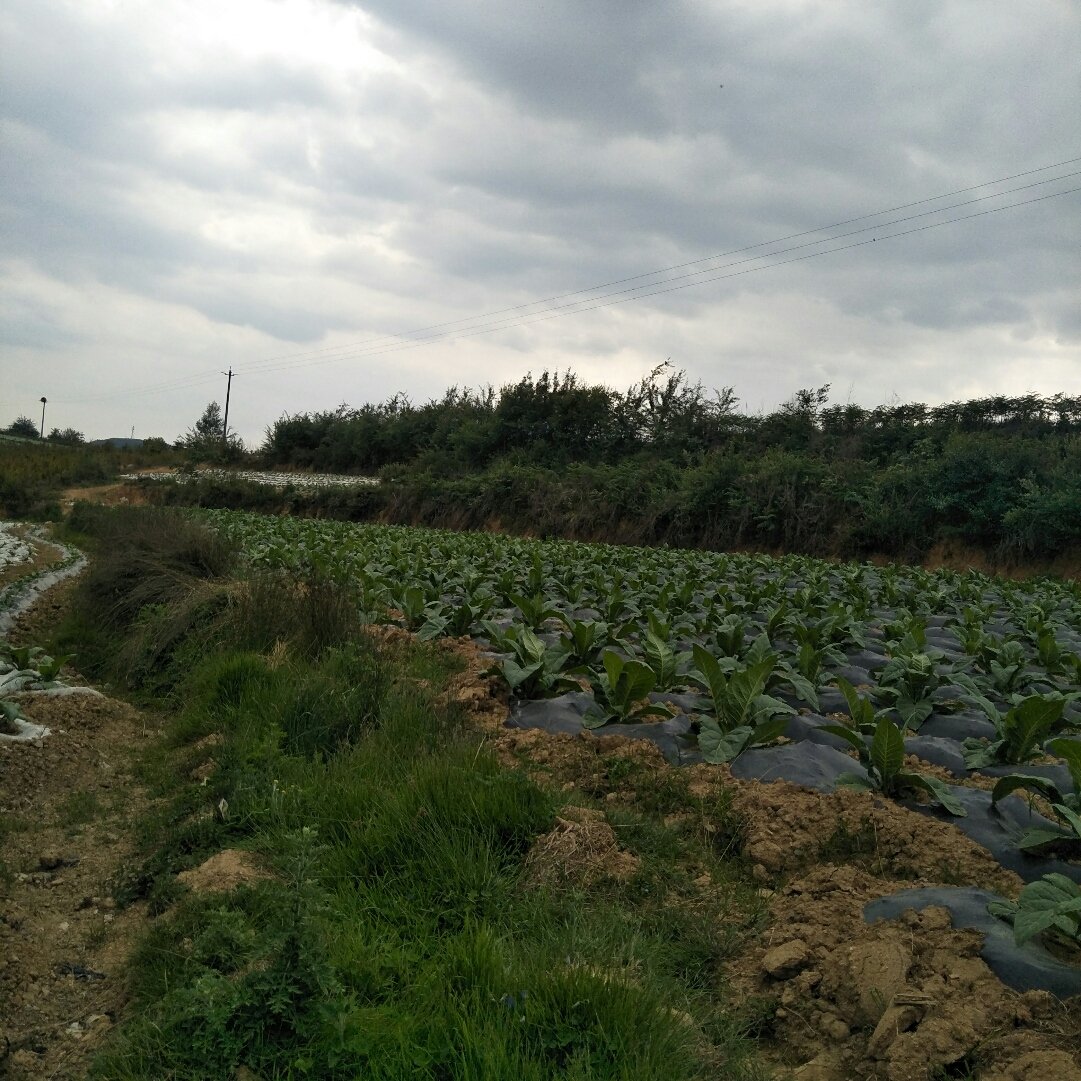 大龙乡最新天气预报概览